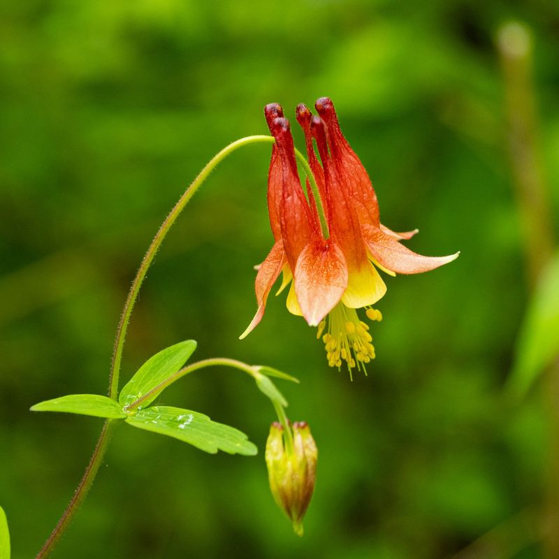 Wild Columbine
