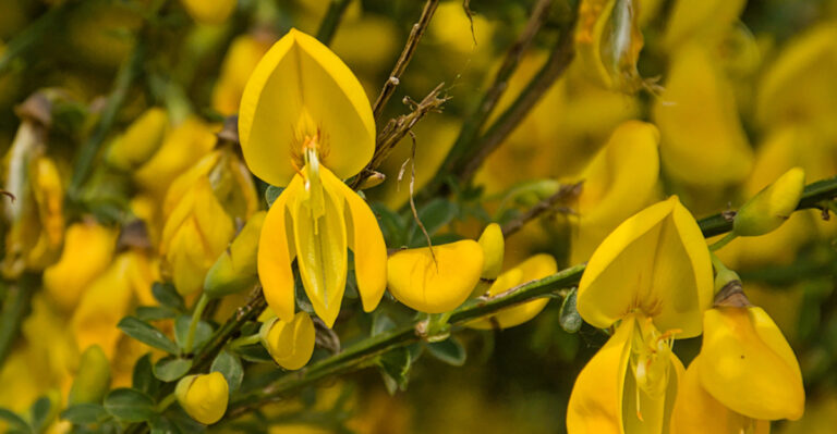 scotch broom
