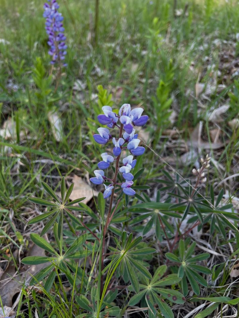Don’t Make These Lupine Mistakes