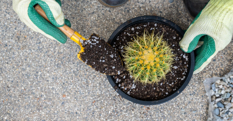 cactus (featured image)