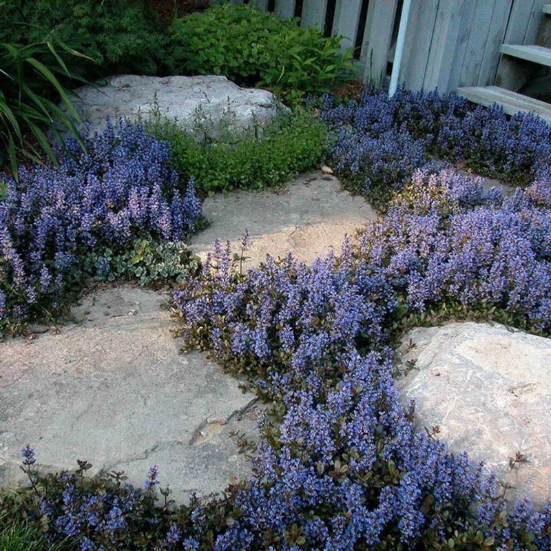 Use Groundcovers That Prevent Weeds And Save Water