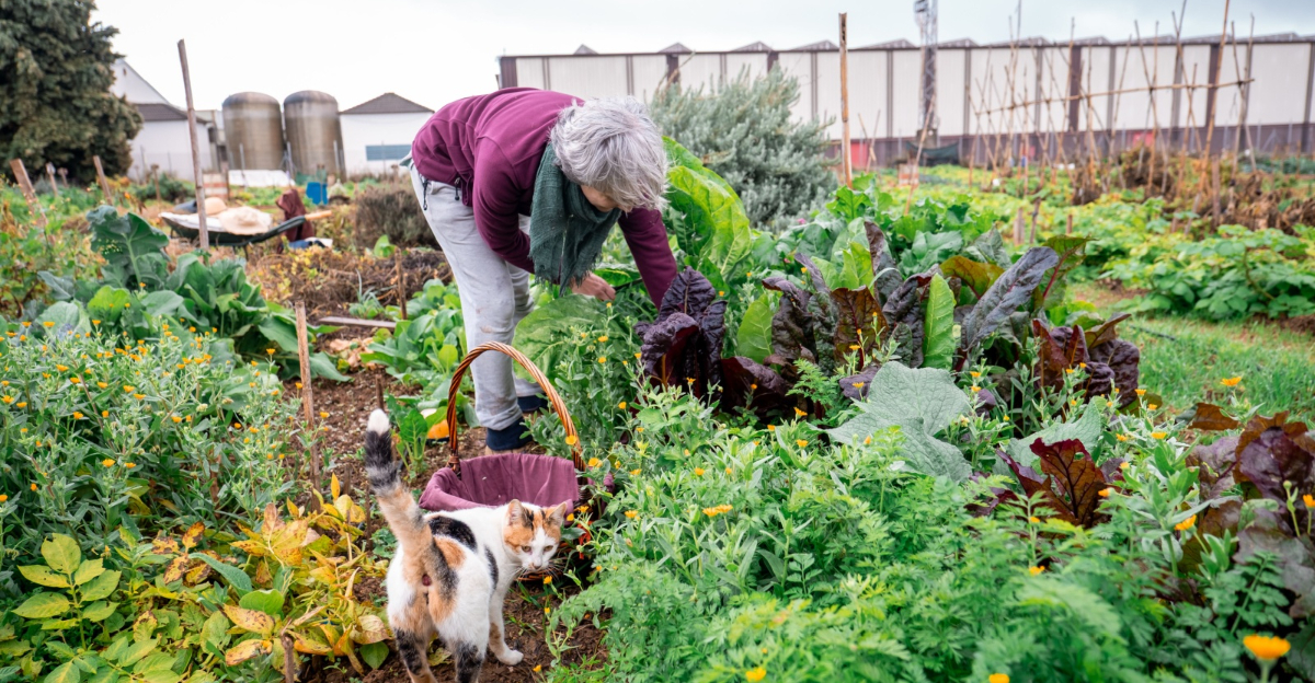 grandma harvests veggie garden