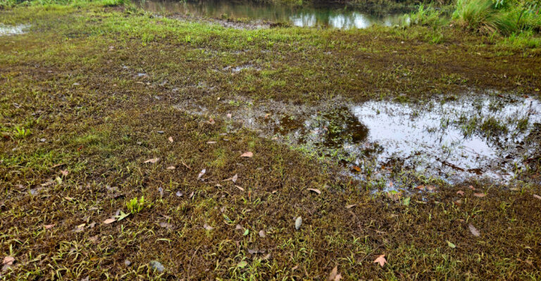 soggy soil (featured image)