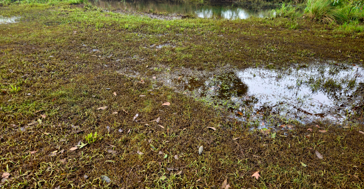 soggy soil (featured image)