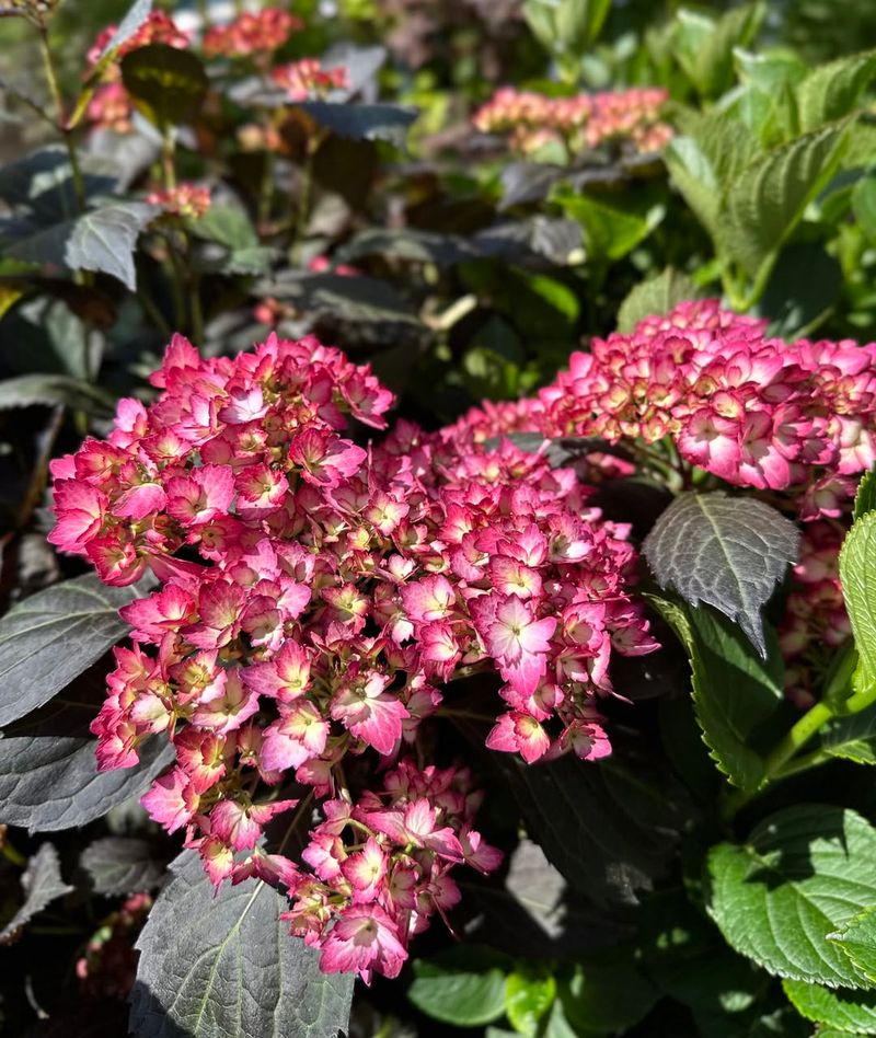 Plant Hydrangeas Where They Get Morning Sun And Afternoon Shade