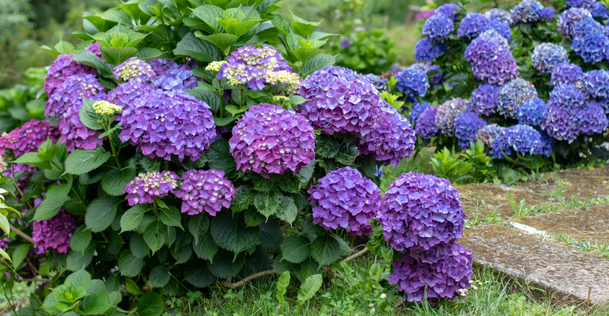 hydrangeas (featured image)