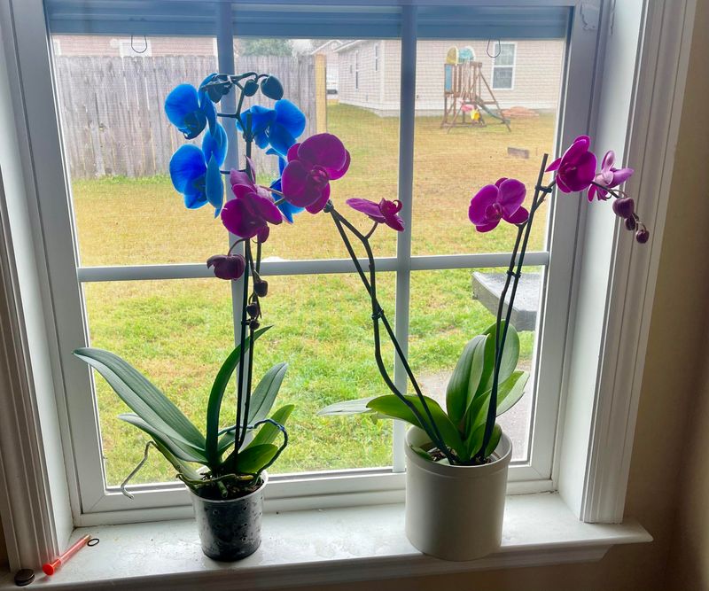 The Reason Orchids Don’t Bloom Indoors In Atlanta Winters
