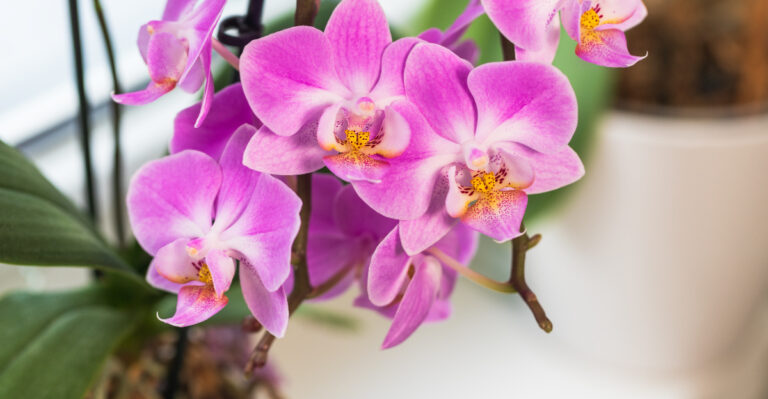 orchid (featured image)