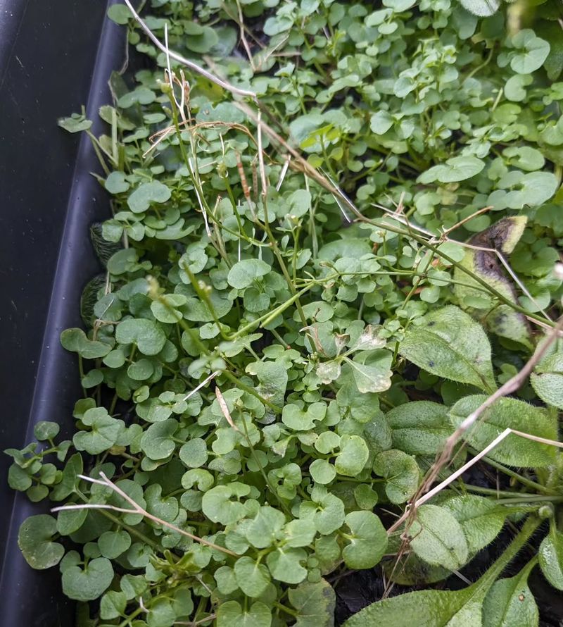 Identify Hairy Bittercress Early