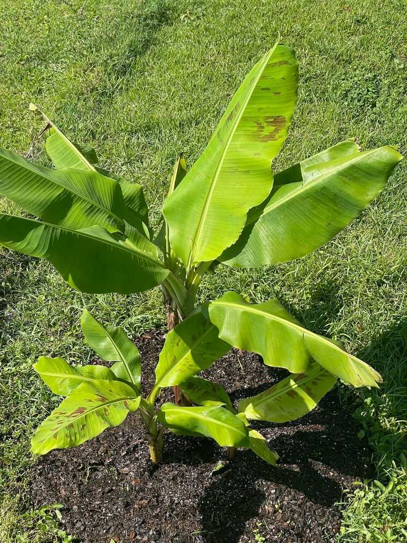 Choosing The Right Banana Variety That Actually Works In Texas