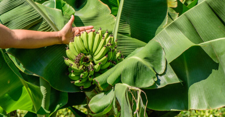 How To Grow A Banana Plant Indoors Or Outdoors In Texas