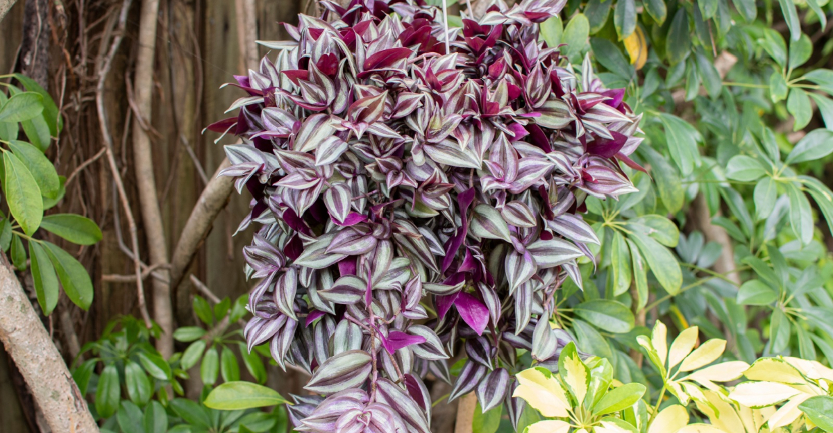 tradescantia zebrina