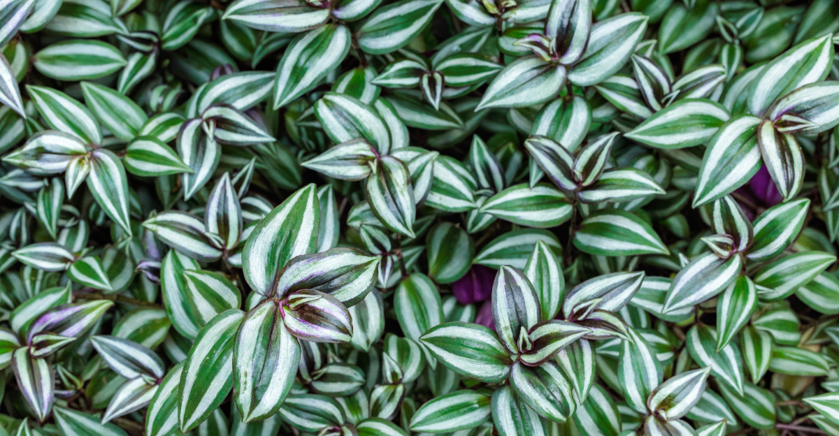 wandering jew outdoors