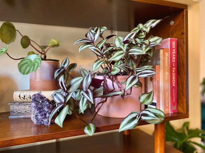 Why Wandering Jew Becomes Leggy Instead Of Trailing In Georgia