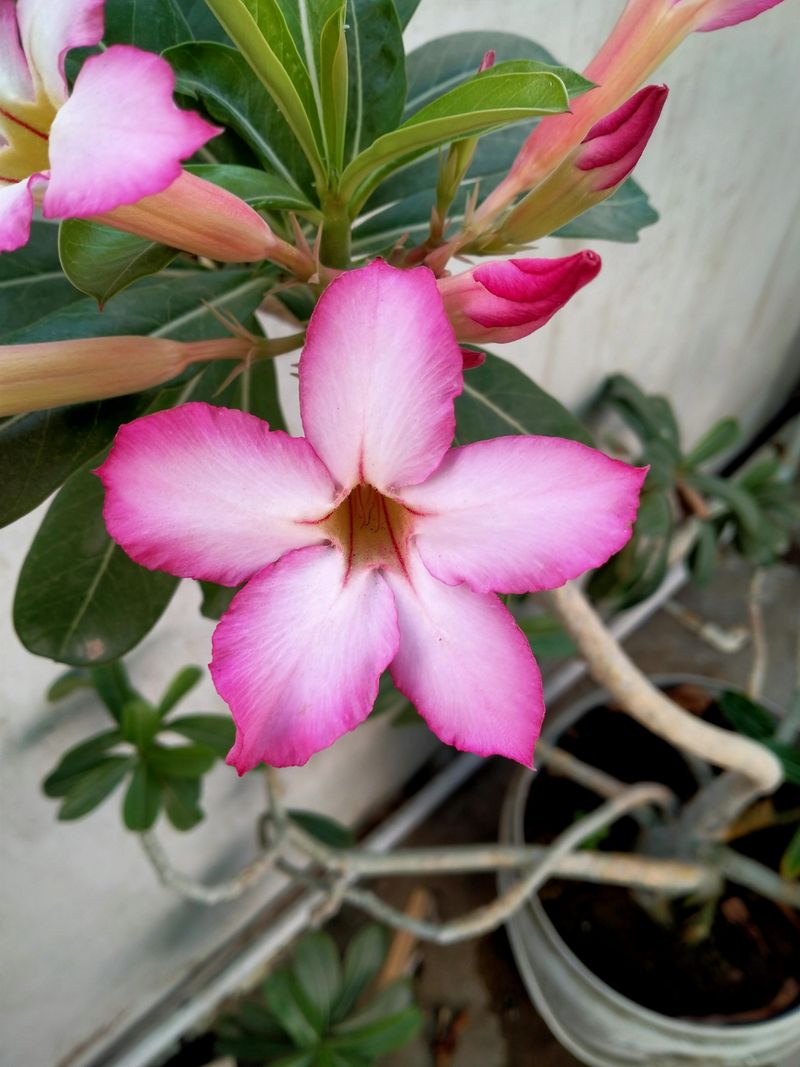 Bright Light Indoors Keeps Adenium Compact And Blooming