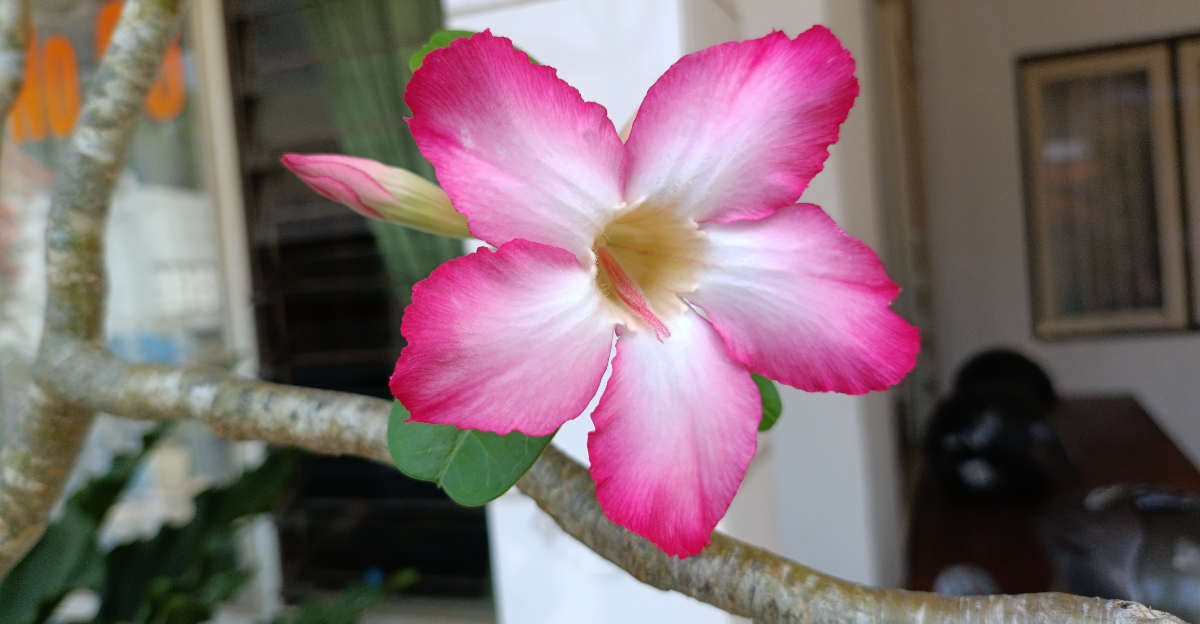 Adenium (featured image)