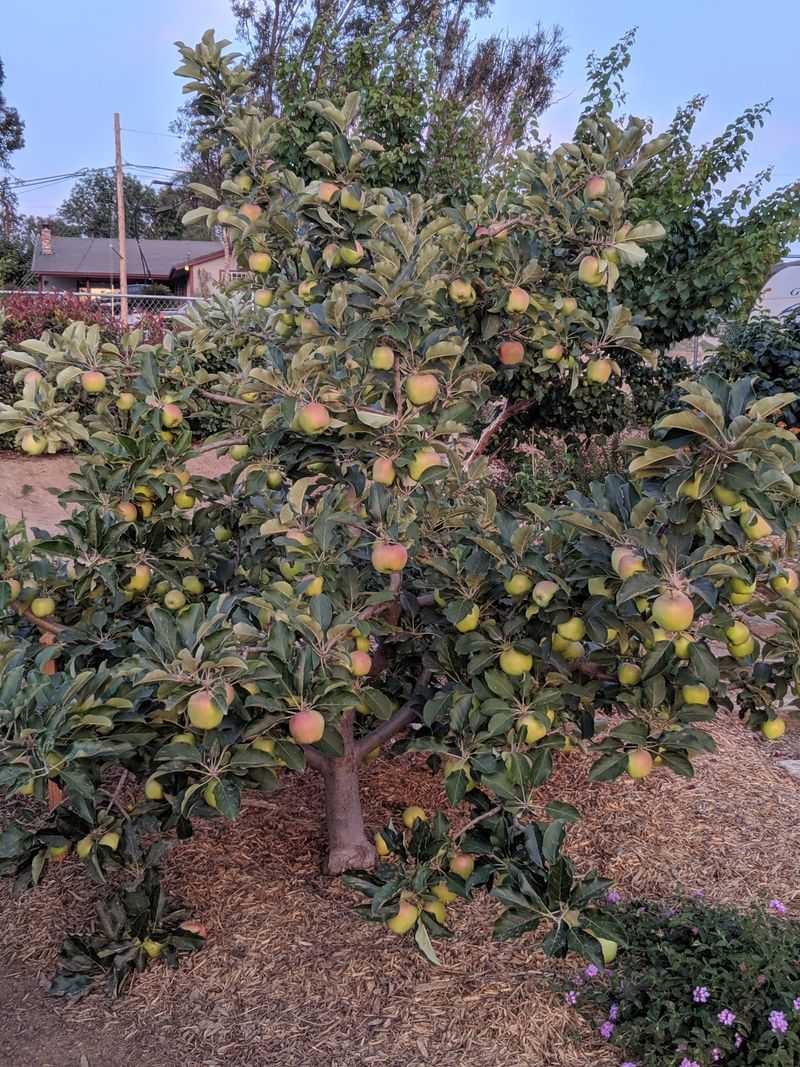 Choose Low-Chill Apple Varieties Suited For Warm Winters
