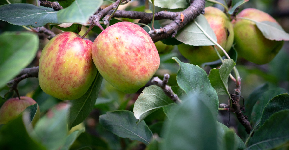 apple (featured image)