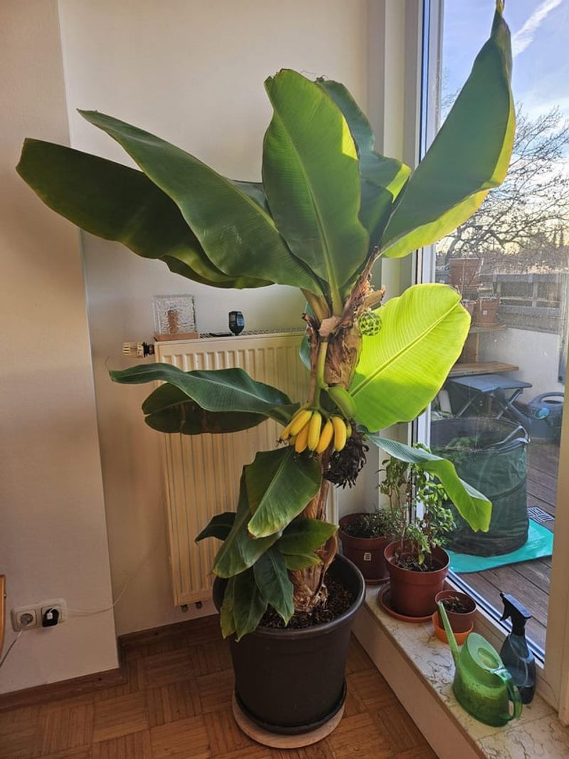 Simple Ways To Grow Banana Plants Indoors With Limited Space