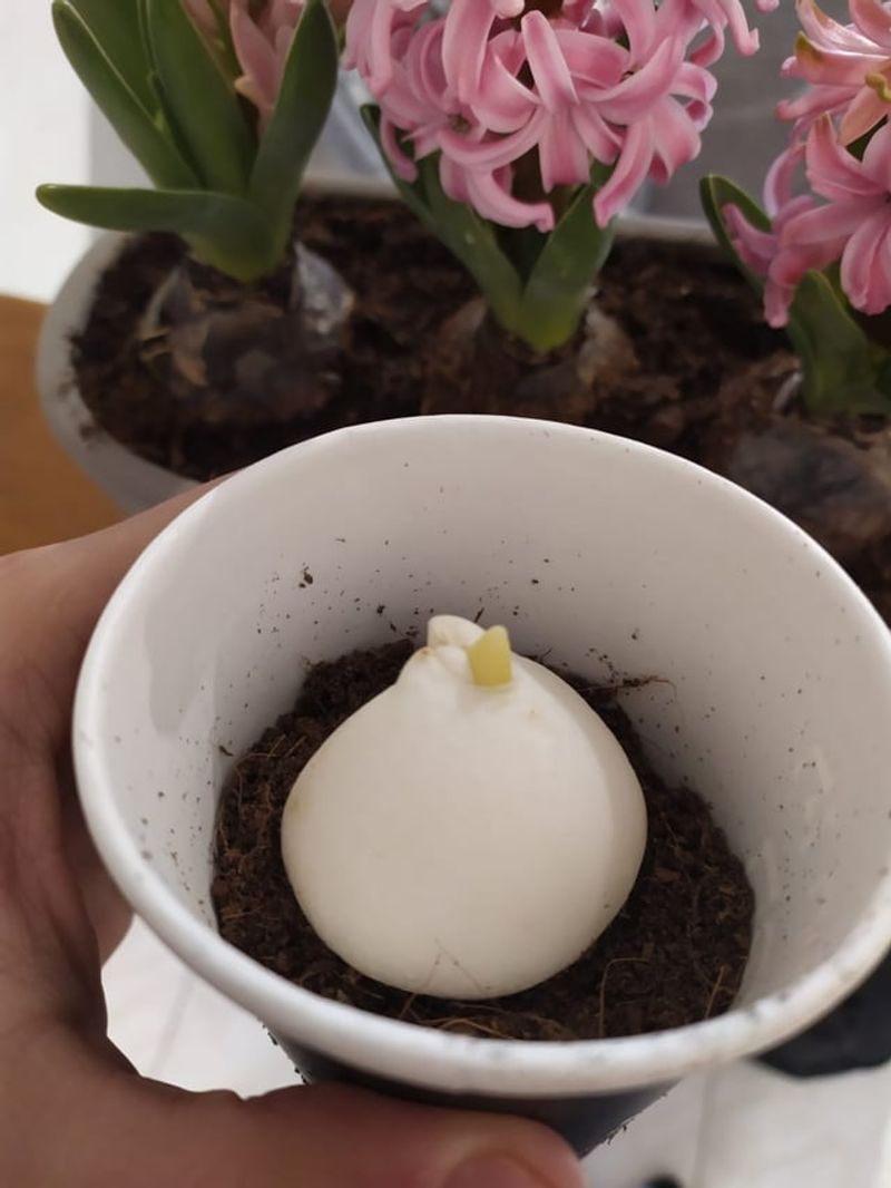 Pre Chill Bulbs Before Planting In Warm Climates