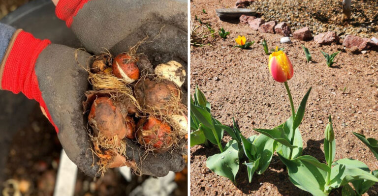How To Grow Beautiful Tulips In Arizona’s Low Desert Climate