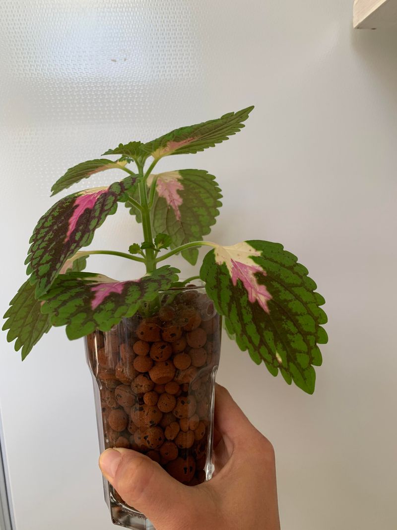 Start Coleus Indoors In Late Winter And Wait Until Frost Risk Is Gone