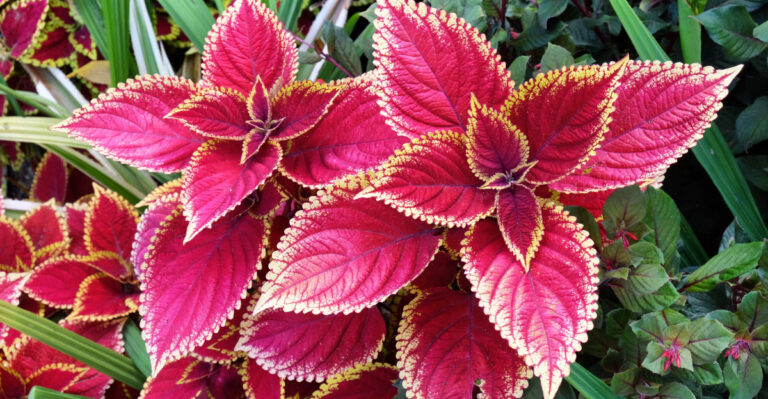 coleus (featured image)