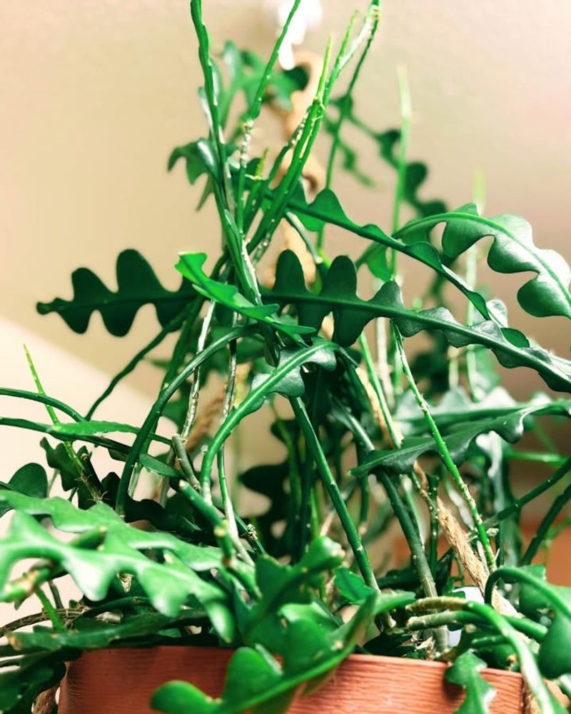 Give It Bright, Indirect Light