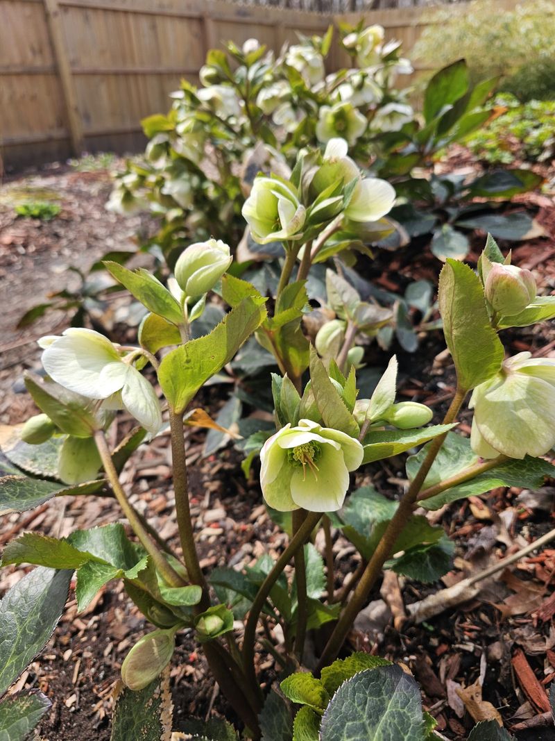 Pick Winter Tough Hellebores Built For Ohio Cold