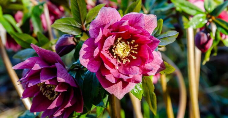 hellebore