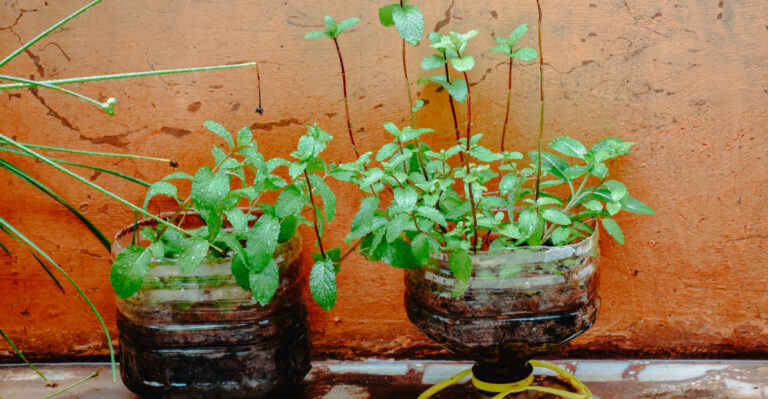 mint in plastic bottles