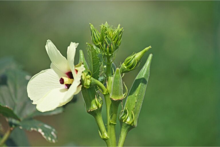okra