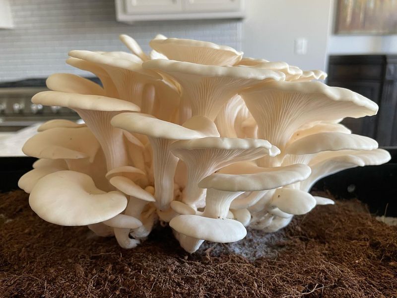 Grow During Oregon's Naturally Cool, Damp Months