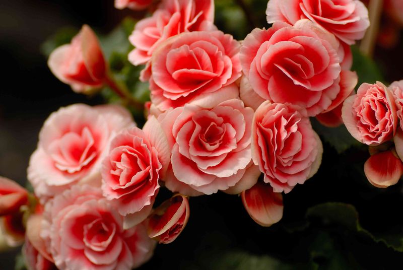 Give Elatior Begonias Bright Indirect Light For Best Blooms
