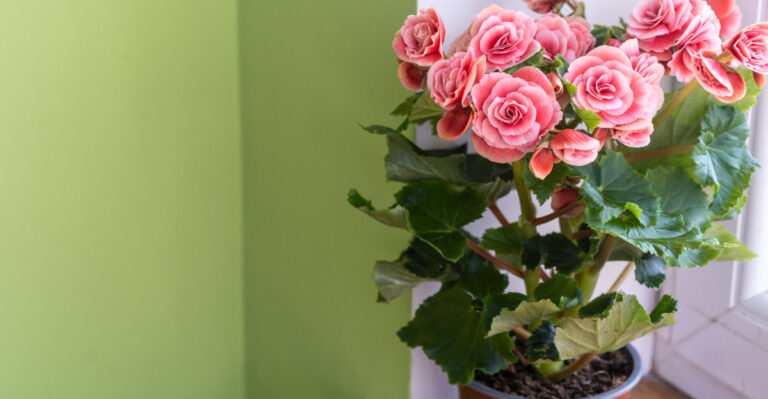 elatior begonia on window