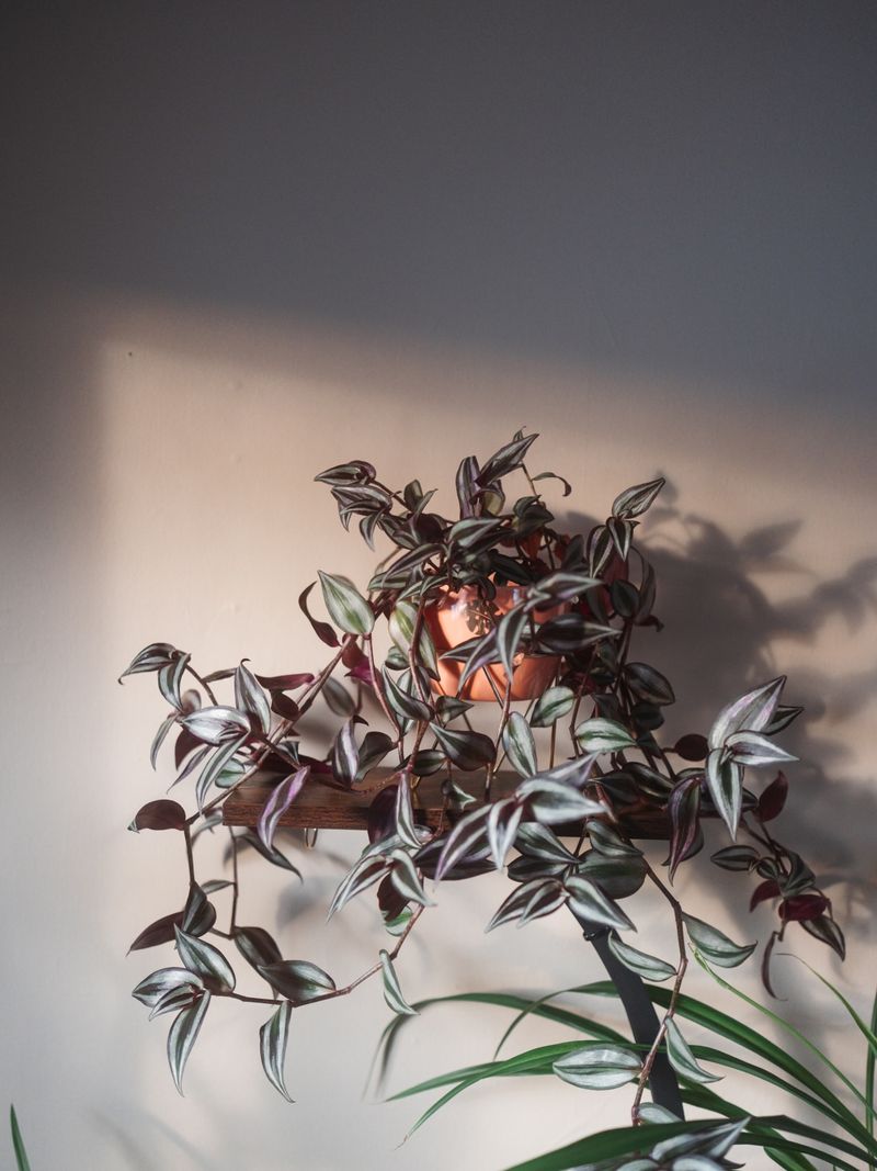 Give Bright, Filtered Light To Keep Color Strong