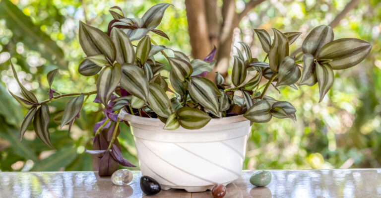 Tradescantia zebrina (featured image)