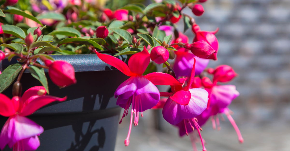 fuchisa plant