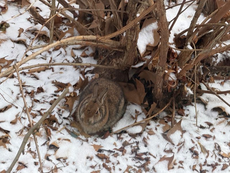 Remove Brush And Winter Shelter