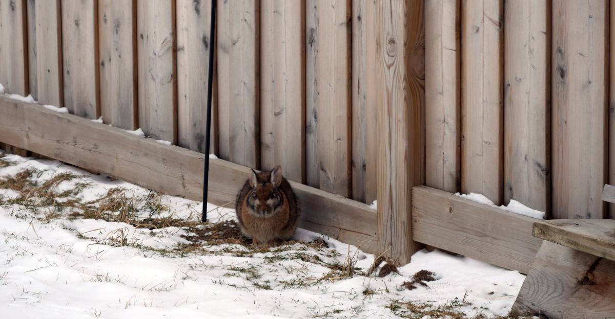 rabbit in yard