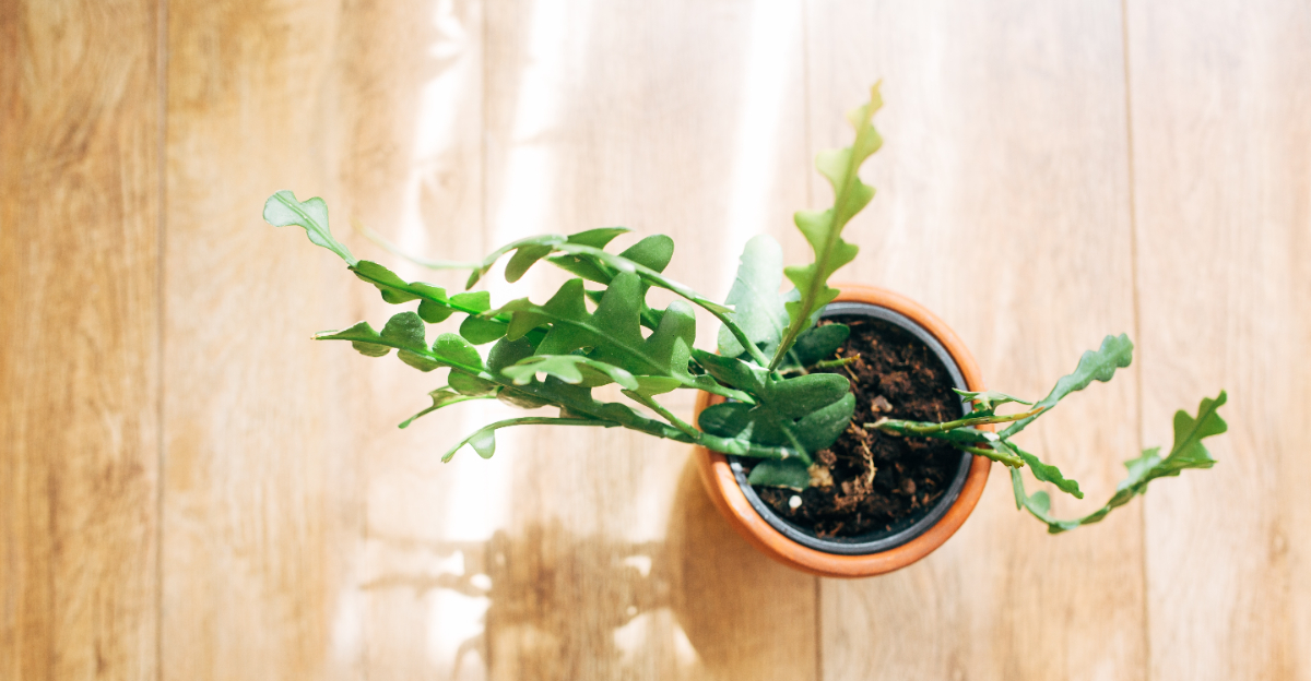 fishbone cactus (featured image)