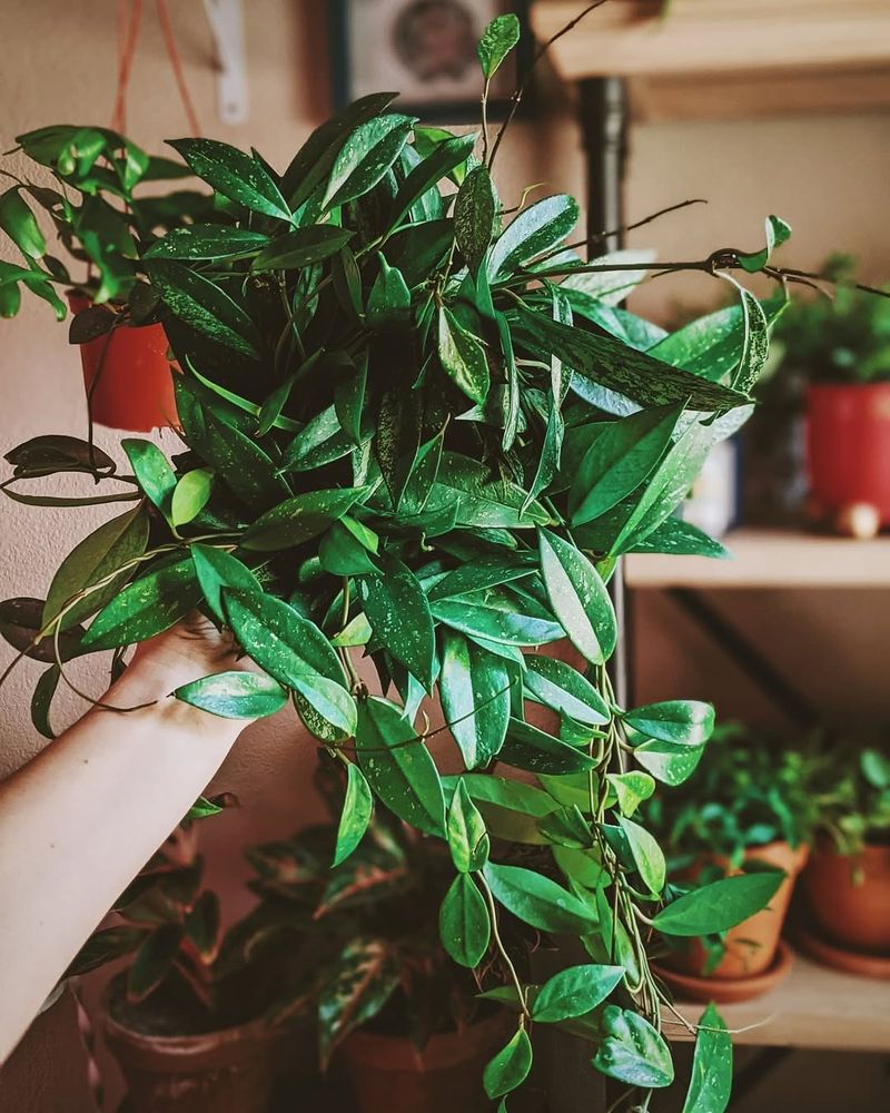 Give It Bright Light, Not Harsh Sun