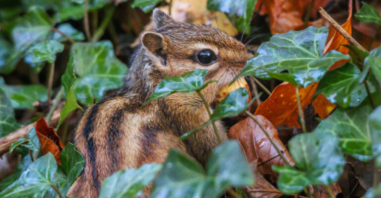 chipmunk in shrubs