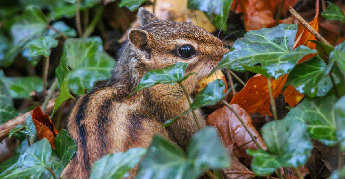 chipmunk in shrubs