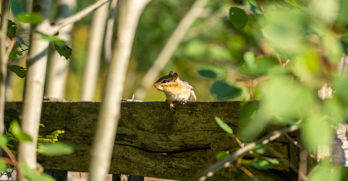 chipmunk in yard