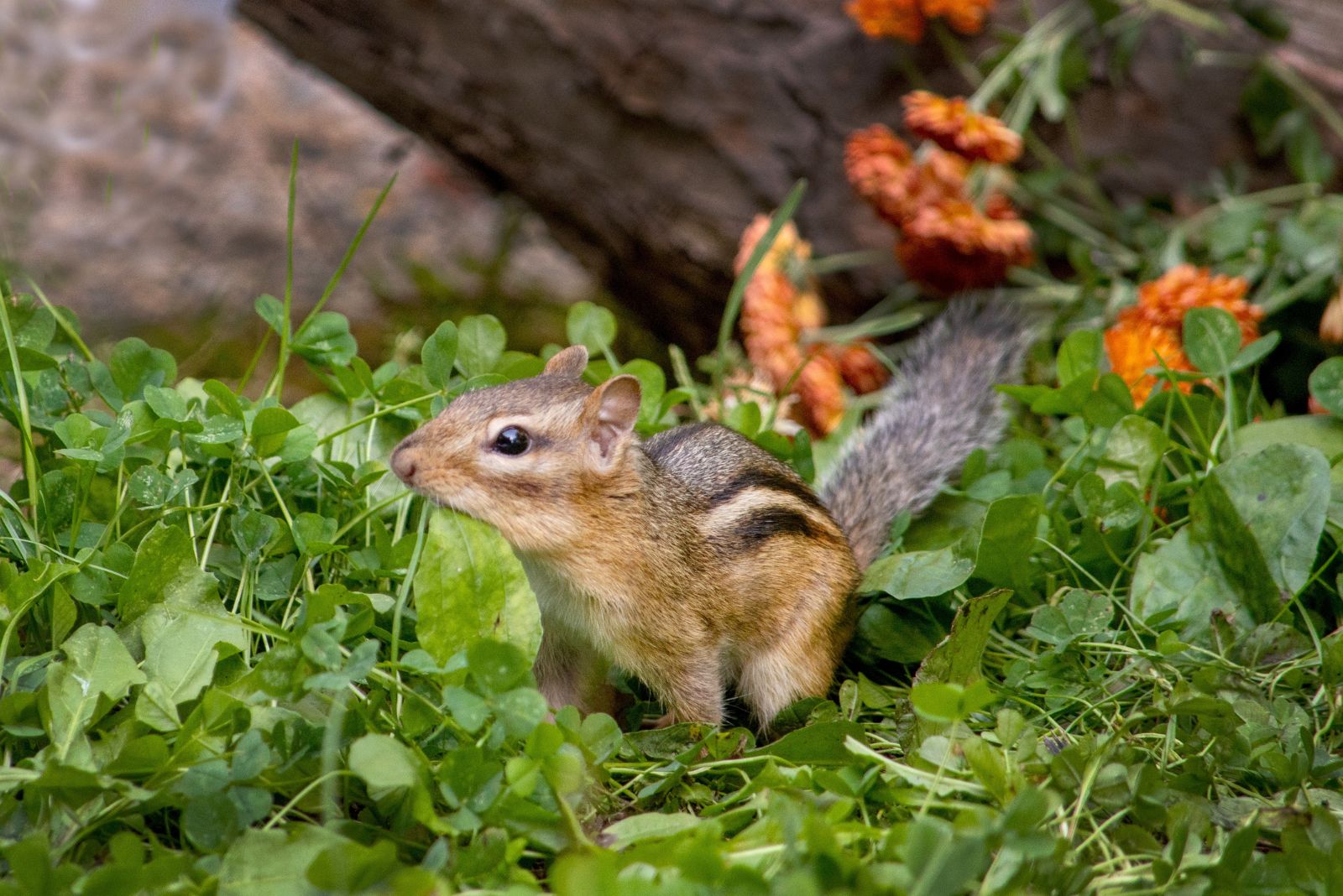 chipmunk in garden