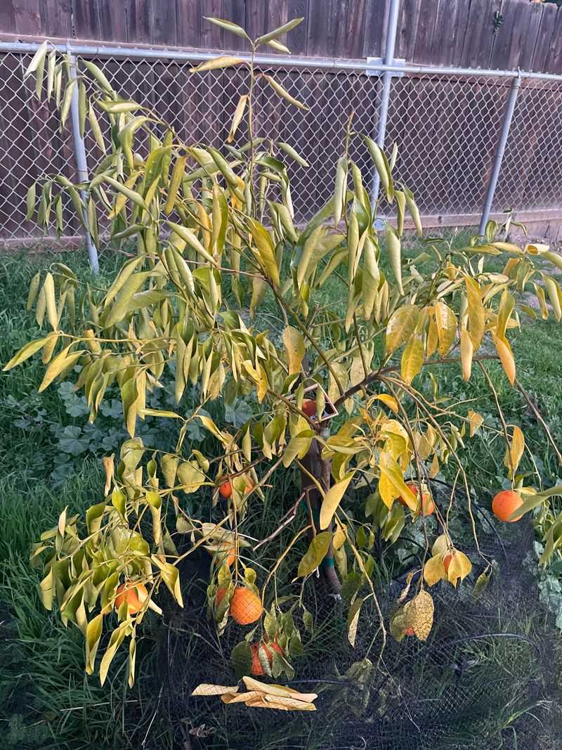 Why Late Winter Is Critical For Citrus Health