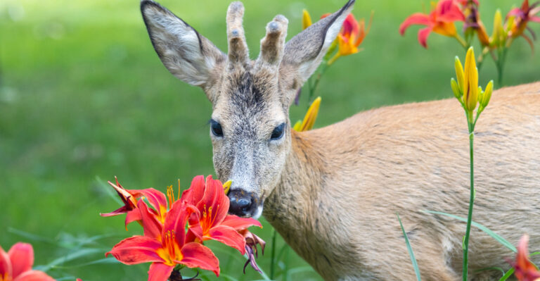 deer (featured image)