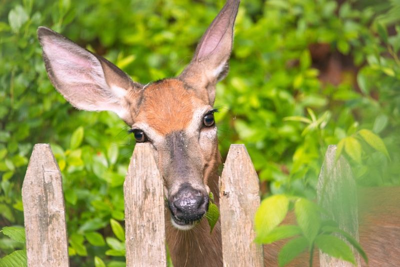 This Is Why Deer Target Daylilies In The First Place