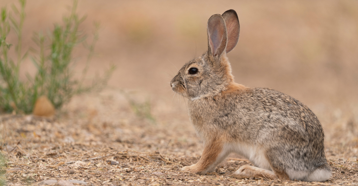 How To Keep Desert Cottontails Out Of Your Arizona Garden